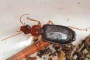 Thumbnail 376506 A