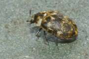 Thumbnail 376727 B