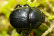 Thumbnail 376812 A