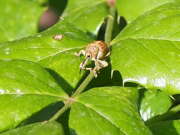 Thumbnail 377015 A
