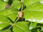 Thumbnail 377015 B