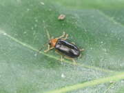 Thumbnail 377024 A