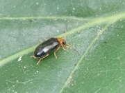 Thumbnail 377024 B