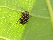 Thumbnail 377028 B
