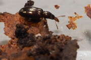 Thumbnail 377043 B