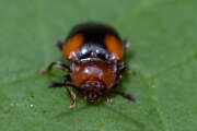 Thumbnail 377044 B