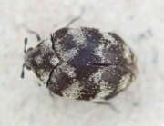 Thumbnail 377048 A