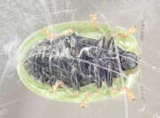 Thumbnail 377059 B