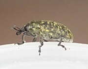 Thumbnail 377063 B