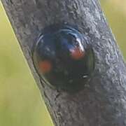 Thumbnail 377111