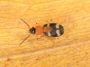 Thumbnail 377163 A