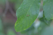 Thumbnail 377186 B