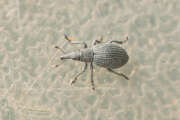 Thumbnail 377211 A