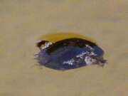 Thumbnail 377242 B