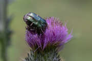 Thumbnail 377247 B