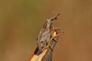 Thumbnail 377260 B
