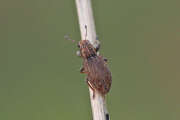 Thumbnail 377261 A
