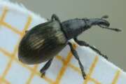 Thumbnail 377267 B