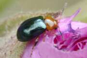 Thumbnail 377310 B