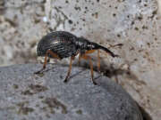 Thumbnail 377340 B