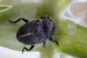 Thumbnail 377342 B