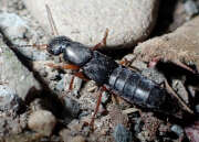 Thumbnail 377352 B