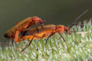 Thumbnail 377357 B