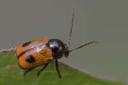 Thumbnail 377379 B