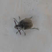 Thumbnail 377415 B