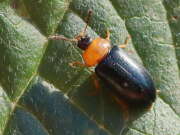 Thumbnail 377507 B