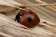 Thumbnail 377511 B