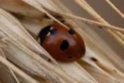 Thumbnail 377511 C
