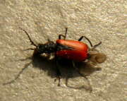 Thumbnail 377575 B