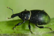 Thumbnail 377611 A