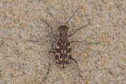 Thumbnail 377731 B