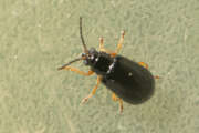 Thumbnail 377749 B