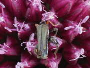 Thumbnail 377767 B