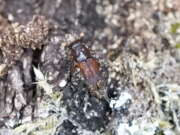 Thumbnail 377780 A