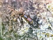 Thumbnail 377780 B