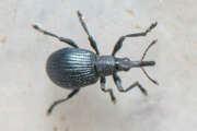 Thumbnail 377817 B