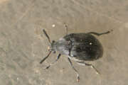 Thumbnail 377855 B