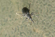 Thumbnail 377862 B