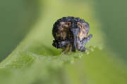 Thumbnail 377903 B