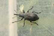 Thumbnail 377905 A