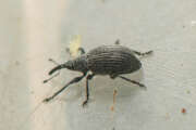 Thumbnail 377905 B