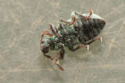 Thumbnail 377907 B