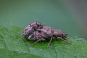 Thumbnail 377910 A