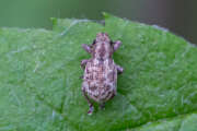 Thumbnail 377910 B