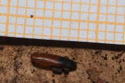 Thumbnail 377944 B