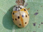 Thumbnail 377945 A